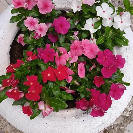 Nni Turiddu *